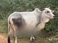 Vaca, Ganado vacuno — foto 4