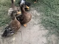 क्रेस्टेड — फ़ोटो 1