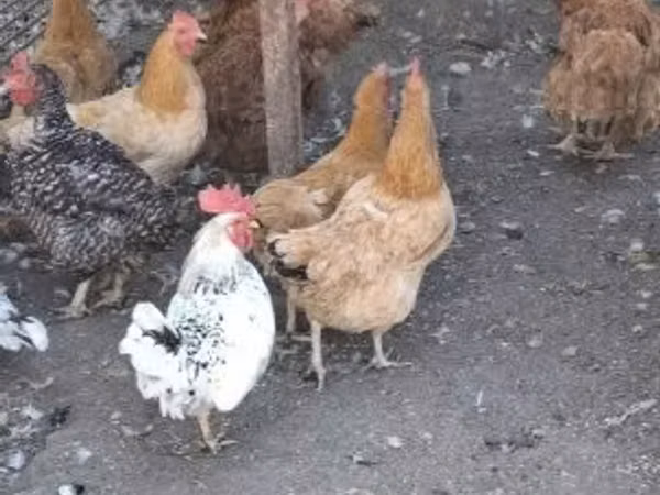 Danish hen