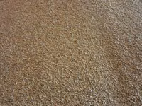 Porumb — photo 2