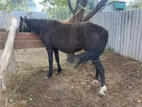 Mare, Horses — photo 2