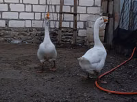 Geese — फ़ोटो 4