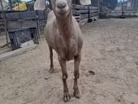 Sheep, Sheep — photo 5