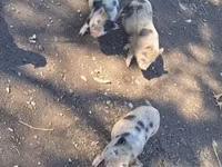 Boar — photo 3