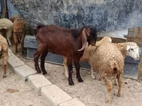 Ziegenbock, Damask goat — Foto 1