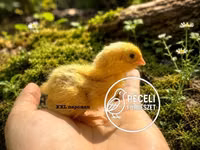 Quails — Foto 2