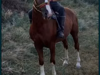 حصان, Tatar horse — الصورة 1
