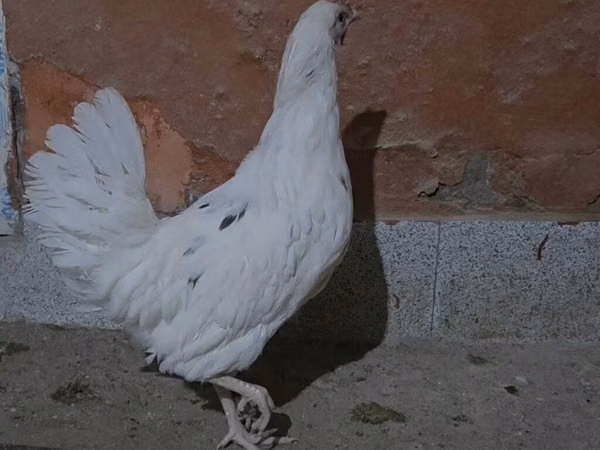 Chickens