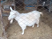 母山羊, Saanen goat — 照片 2