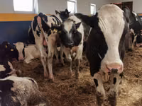 Toro, Simmental cattle — foto 6