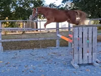 Hengst, Welsh Cob — Foto 1