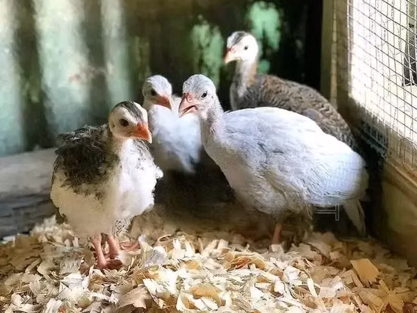 Guinea fowl — Ghana