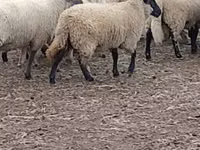 نعجة, Merino sheep — الصورة 3