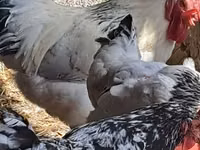 Chickens — photo 3