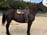घोड़ी, Percheron — फ़ोटो 5