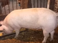 Schweine (Partie, Geschlecht nicht angegeben) — Foto 2