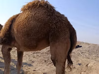 ऊँट, Kazakh Bactrian camel — फ़ोटो 1