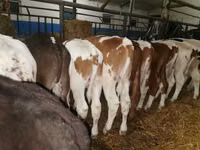 सांड, Simmental cattle — फ़ोटो 6