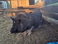 Sow — photo 4