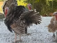 Turkeys — photo 3