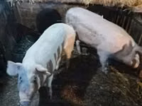 Schweine (Partie, Geschlecht nicht angegeben), Schweine — Foto 1