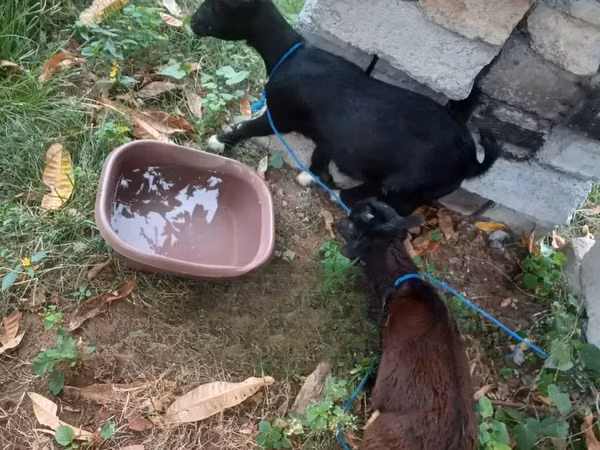 Goat, American pygmy goats