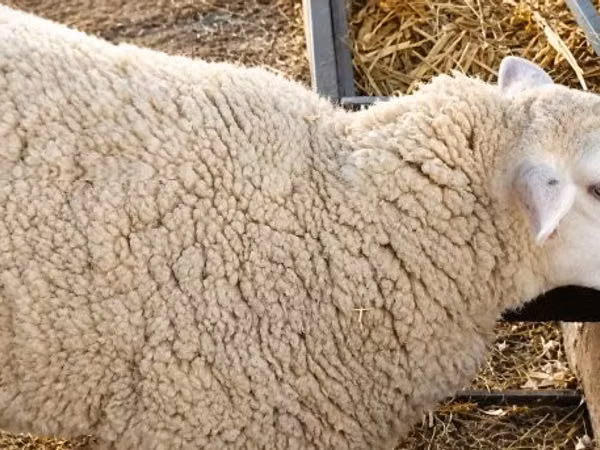 نعجة, British  Milksheep