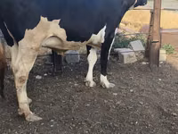 गाय, Russian Black pied cattle — फ़ोटो 8