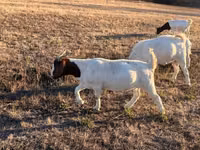 Ziegenbock, Boer goat — Foto 1