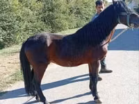 Horse (M), Horses — photo 1