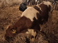 Bull, Simmental cattle — photo 2