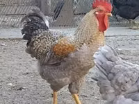 Chickens — Foto 2