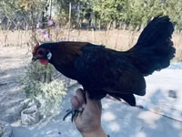 Chickens — फ़ोटो 6