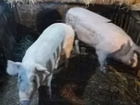Schweine (Partie, Geschlecht nicht angegeben), Schweine — Foto 1