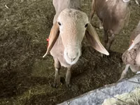 Ram, Sheep — photo 6