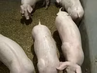 公猪 — 照片 3