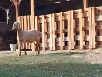 Carnero, Rhon sheep — foto 3