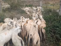 Goats (batch, sex not specified), Somali goats — photo 2
