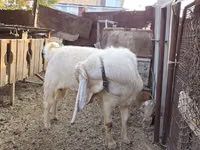 बकरा, Gulabi goats — फ़ोटो 1