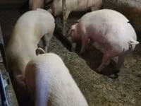 Schweine (Partie, Geschlecht nicht angegeben), Schweine — Foto 3