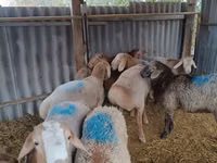 Carnero, Rhon sheep — foto 1