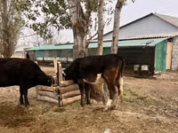 Cow, Cattle — photo 3