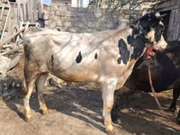 Toro, Ganado vacuno — foto 2