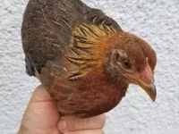 Chickens — foto 1