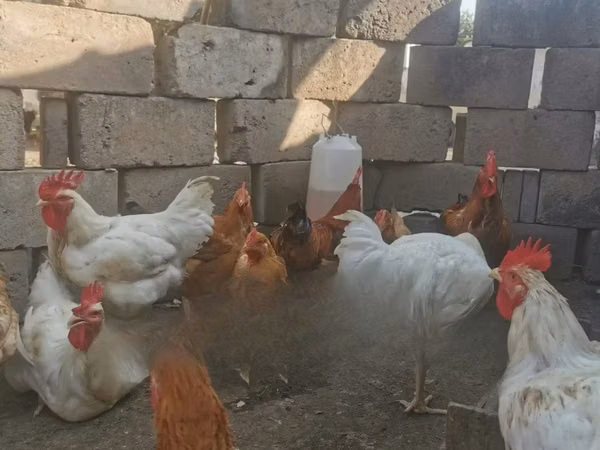 Chickens