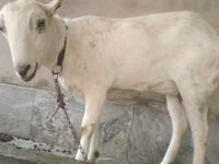 ماعز (دفعة، الجنس غير محدد), Barbari goats — الصورة 3