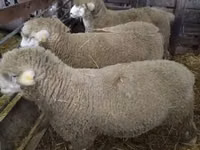 公羊, Ile-de-France sheep — 照片 3