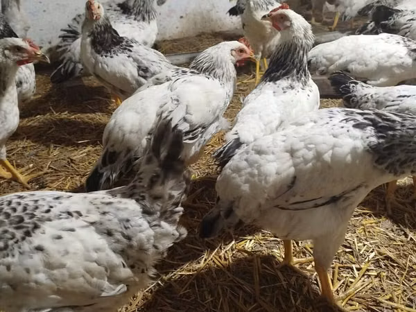 Chickens