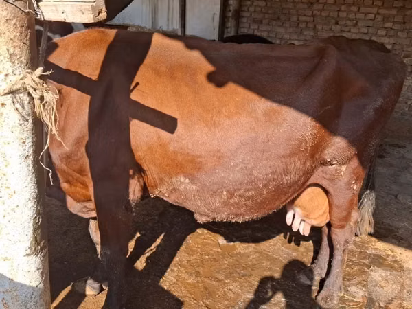 गाय, Red Estonian cattle