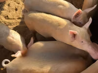 Pigs (batch, sex not specified), Pigs — photo 5